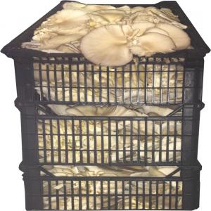  Mushroom/champignon /truffes - champignon levure ste tunisienne de commerce international , on dispose des bonne quantite de mushroom/champignon /truffes, amballe conditionne dans des palox en palstiques de divers tailles de 500 gr, 1 et 4 kg, --nous disposons dune bonne qunatite de mashroon pour le moment ..--on est entrin de cherchez un client serie