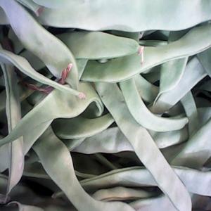  Tomate Ronde Et Olivette Vendre - fruits et légumes bonjour je vend des legumes du maroc dont la tomates ronde et olivette , courgette noir , poivron longue dragon poivron  jaune et rouge pour tout info et achat ou visite merci de me contacter 