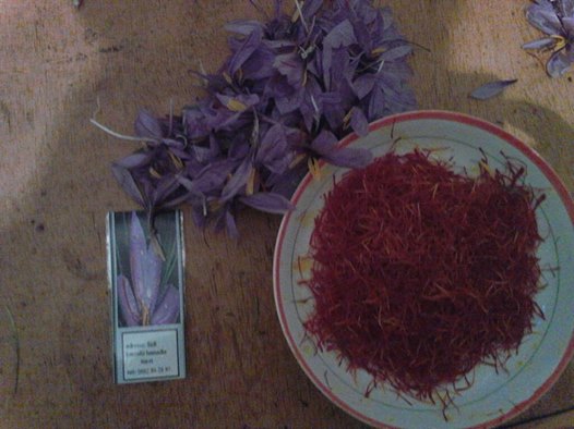  Le Vrais Safran Algerien - épices aromates je suis un  producteur du safran algerien ; s'est la troisième récolte et j'ai 200 g cette anne et je cherche un client pour cette quantité et merci