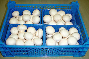  Champignon - champignon levure nous mettons en vente champignons de nouvelle recolte en vrac ou en barquette ,  bonne qualité prix .--pour toutes informations n histez pas de me contacter .----cordialement .