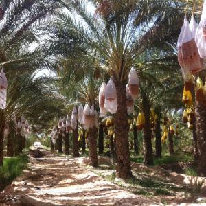 20 Palmiers Dans Palmeraie Vendre Tolga - mine terrain concession 20 palmiers  deglet nour algerie,   dans la palmerais familiale a la vente .--presence d 1 maisonette+gardiennage+atelier de tavail + chambre frigorifique à disposition, tout est notarié.--rendement moyen par palmier - 100kg  