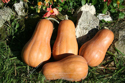  Courge Musqcade Butternut Sucrine Du Berry - fruits et légumes nous avons des courges muscade, des courges butternut,  et des courges sucrine du berry dans le sud de la france. nous pouvons vous fournir des camions complets 
