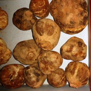  Truffes Offer -  yeast fungus nous avons des charges de truffes libyenne luxe et ordinaire sont disponibles et nous sommes prets &agrave; accepter vos commandes &agrave; l'exportation vers les pays d'europe et du moyen-orient.