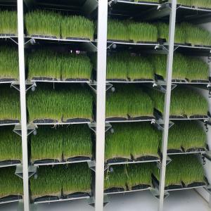  Fourrage Vert - aliments pour animaux compagnie ukrainienne spécialisée dans la construction et la vente de modules de fourrage vert avec une capacite de production de 50 kg / jour a 500 kg/jour.--possibilite de construction d'un complexe avec capacite de production de plus de 500 kg / jour