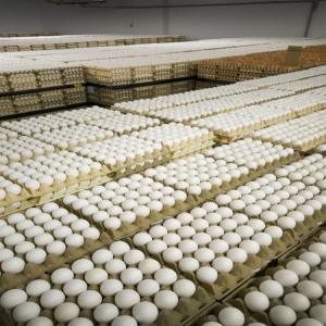  Oeufs Fécondés Oac Ross 308 Oac Cobb 500 - viandes et oeufs disponible immédiatement œufs fécondés souche ross 308 ou cobb 500.--prix selon quantité.--disponible à l'export- afrique,  europe--
