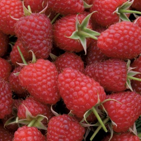  Recherche De Grossistes Pour Fruits Rouges - fruits et légumes chers grossistes,  chers détaillants, ----possédant plusieurs hectares cultivés de framboises,  de myrtilles,  de baies d'aronia et encore bien d'autres possibilités de cultivés d'autres fruits,  je suis à la recherche de grossistes,  de détaillants ou de p