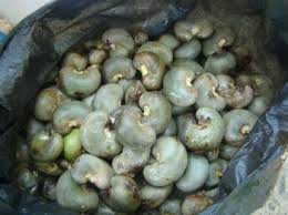  Cherche Partenaire Pour La Noix Acajou - fruits secs et graines grillées je suis un natif de bouna et ancien pisteur de noix de cajou. je cherche un partenaire pour la prochaine traite. j acheterai les noix d acajou pour sa societe dans ma zone.--merci pour votre comprehension 