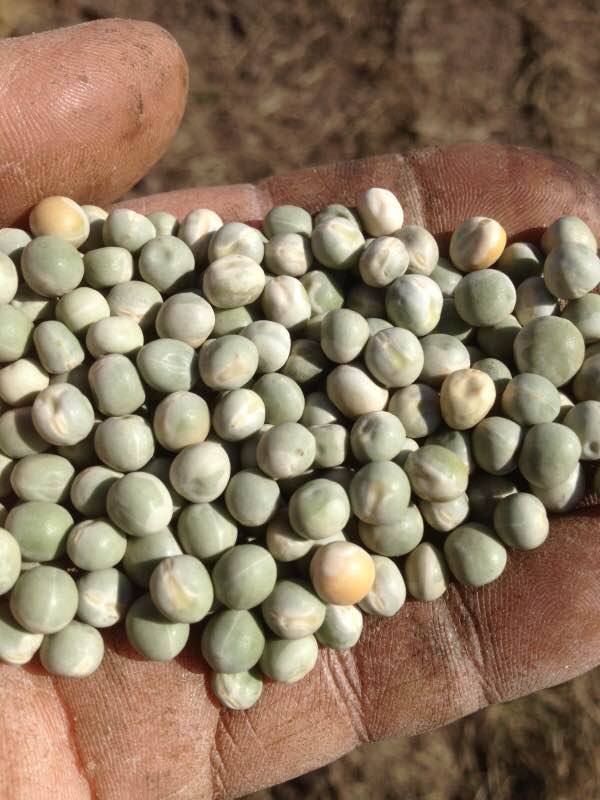  Petits Pois Verts Et Jaune, Et Lentilles - céréales je suis senegalais vivant au canada. depuis 5 ans je travaille avec des producteurs en petits pois,  lentilles ... etc. je cherche des partenaires  ou clients fiables en afrique de l`ouest particulierement au senegal. je peux vous livrer  dans les dèlais jusqu`au port choisi pour toute quantit