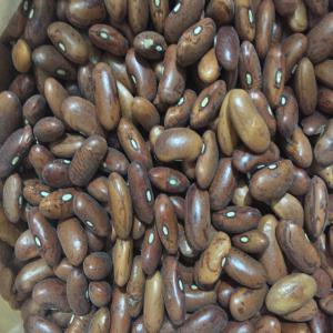  Haricot Rouge Récolté 2014 Red Bean Crop 2014 - féculents affaire a ne pas rater--haricot rouge origine chine de bonne qualité avec un prix exceptionnel de 1500 usd / tonne cfr n'importe quel port.--quantité disponible 250 tonnes en sac de 25 kg.--achat immédiat --livraison sous 30 jour maximum. 