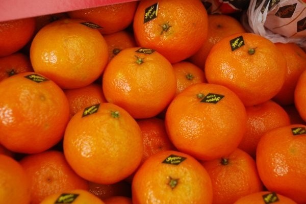  Clementines Du Maroc - fruits et légumes clementines maroc tardive nour--calibre 1. 2. 3. 4.--palette de 90 colis bois de 10 kgs--prix fob (dédouané chargé sur camion)   eur 0.68----palettes de 400 colis bois de 2.3  kgs--prix fob (dédouané chargé sur camion)   eur 0.750--