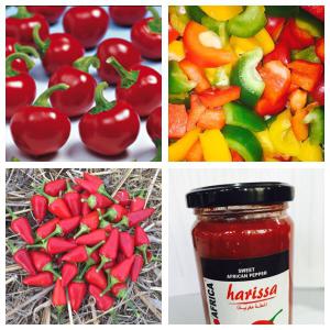  Piments,mini Poivrons Et Poivrons Carré ,hatissa - conserve semi conserve agregateur depuis une dizaine d'ann&eacute;es je travail sous contrat contractuel avec les usines agroalimentaire pour des cultures pleins champs de ts type de produits mara&icirc;chers destines &agrave; la transformation (mini poivron, piment pilipili, tt vari&eacute;t&eacute;s de piments..)tonnage g