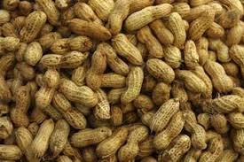  Arachide Non Décortiqué - matiere vegetale nous disposons de plus de 20.000mt d'arachide fraichement recolte,  non decortique a vendre,  livraison sur dakar inclus a 350fcfa le kilogramme.--svp nous recherchons des acheteurs serieux ou brokeur transparant.----merci