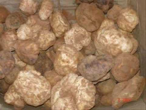  Truffes Blanche Et Truffes Pour Conserves - champignon levure en annonce le début de sont commercialisation des truffes de sahara,  pour le moment en dispose de deux types de ses truffes 1- le chaary et le zbidia qui si*ont seux types de truffes blanche ,  pour le chaary en peux vous livrer jusquà 5 tonnes/jours avec gros et moyenne qualibre,  pour 