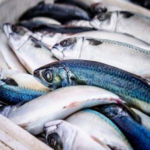  Poissons Crustacés, Et Céphalopode De Mauritani - poissons nous commercialisons plus de 50 espèces de poissons,  crustacés,  et céphalopodes capturés dans les côtes mauritaniennes . la qualité de nos produits est garantie grâce à la réputation de ces côtes,  connues parmi les plus riches au mon