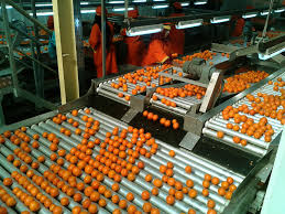 Ccnditionnement Des Fruits Et Légumes - fruits et légumes bonjour;----nous sommes une station de conditionnement au maroc ,  on vous propose notre prestation de conditionnement des fruits et légumes,  à savoir ---- fruits etc legumes prix fob---  deverdissage;---  traitement, -- - emballage,  ---  stockage frigorifique.---- la station répo