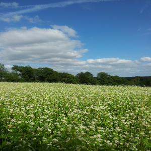  Sarrasin Bretagne - céréales vend sarrasin (kora) récolte 2015.--très bonne qualité.--stockage en big bag de 500 kg. --transport possible. --prix 1000 euros tonne pour meunerie spécialisée ou autre. 