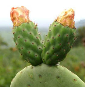  Nopal 100% Bio.complement Alimentaire - matiere vegetale une efficacité prouvée.--le nopal est reconnu pour ses excellentes propriétés minceur. il permet de capter les sucres et les graisses en excès dans l’organisme et possède un effet de satiété.