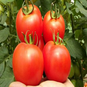  Producteur-conditionneur-exportateur Des Légumes - fruits et légumes bonjour, ----nous sommes un agregateur de plusieurs producteurs en fruits et l&eacute;gumes.----nous sommes int&eacute;ress&eacute; de collaborer avec des importateurs  &eacute;trangers et exportateurs (au maroc) dans le cadre d'un programme de production de certaines cultures selon le besoins.----no