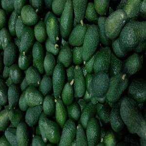  Avocats Hass - fruits et légumes recherche importateurs/grossistes d'avocats hass d'espagne sur la france la belgique... --je reste à votre disposition pour toute information complementaire.--cordialement
