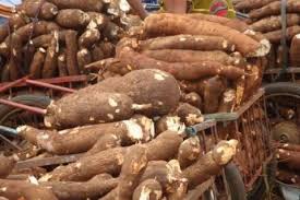  Feculents De Premier Choix - féculents salut, --je rechercher des clients dans le monde entier intéressé par des féculents sous forme de grain cuit à la vapeur(attieké) ou en patte fraiche (placali).-- nous disposons également de bananes plantain,  de l’huile de palme (huile rouge) et du beurre de 