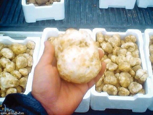  Truffes Blanches Du Sahara - champignon levure a vendre des truffes blanches du sahara appelé généralement  terfes .--nous cherchons des acheteurs sérieux.--les prix seront fixés selon les quantités demandées.