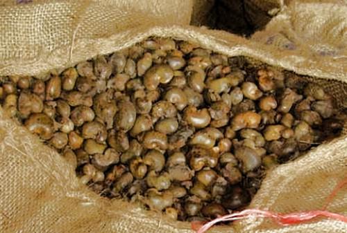  Noix De Cajoux - fruits et légumes je recherche un partenaire qui est intéressé par le noix de cajoux ,  qui est pret a m'accompagner dans la campagne d'annacarde ,  qui vas durer de mars a juin 2016 ! --exportations de noix brute réalisées entre 1200 et 1500 $/tonnes ..--i look for a partner who is interest