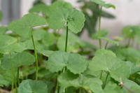 Centella Asiatica - matiere vegetale centella asiatica plant powder--8usd/kg--country- myanmar--bio--medicinal centella asiatica--this plant is a stoloniferous perennial herb belonging to the plant family apiaceae (umbelliferae),  which contains 20 --different species. it is a slender,  creeping plant,  rooting at the nodes,  growing in th