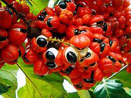  Guarana - café cacao thé nous sommes  à la recherche d'une quantité importante de guarana .prière de me contacter au plus vite.merci