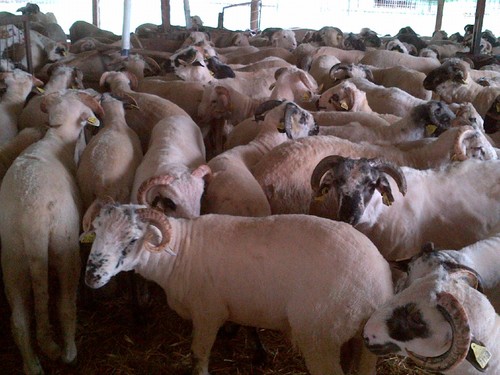  Agneaux Males Et Femelles - animaux vivants moutons,  agneaux males ou femelles--moutons,  brebis,  agneaux. tous ages. quantité 1 000 tetes minimum france. transport par bateau de 10000 agneaux toutes destinations .prix cif a la demande .--conditionnement - camions - bateaux,  