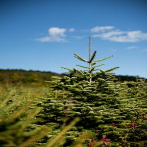  Sapins Distiller, Épicéa Et Nordmann Bio - huiles ventes en vrac de résidus de taille de sapins de noël (produits jeunes,  riches en huiles essentielles) pour distillation. --variétés originales et intéressantes pour parfumerie,  agroalimentaire et aromathérapie- --nordmann --epicéa--pour plus de renseignemen