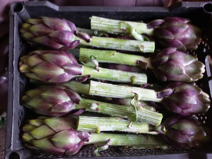  Meilleur Artichaut Violet Du Monde - fruits et légumes nous sommes heureux de pr&eacute;senter notre soci&eacute;t&eacute; situ&eacute;e dans le nord de la tunisie.--on op&egrave;re dans le domaine de la production coop&eacute;rative de produits agricoles biologiques,  certifi&eacute;s par ecocert et ccpb.--nous nous engageons &agrave; vous offrir la mei