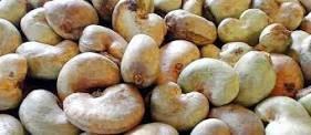  Cajou En Grande Quantite Campagne 2017 - fruits secs et graines grillées la campagne c est pour bientot nous mettons a votre disposition la meilleure qualite de noix de cajou pour cette campagne dont les caracteristiques sont les suivantes--- kor compris entre 47 et-- grainage 190 noix/kg defectuosite 1.0 pour cent --humidite 1.0 pour cents-- matiere etrangere 0.24 pour 