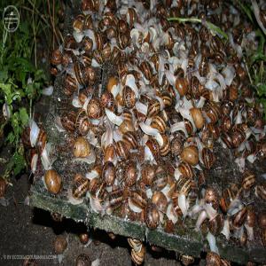  Vente Escargots Helix Aspersa Müller - coquillage crustacé vent escargots hibern&eacute;s -helix aspersa müller calibre '6-9' ou '9-12' grammes.--elevage en milieu forestier - nourris au maïs, tournesol et herbes --prix 3, 4  /kg pour 1120 kg (soit 2 palettes)quelque soit le calibre choisit.--montant ttc transport compris par camion r&eacute;frig&eacute;r&eac