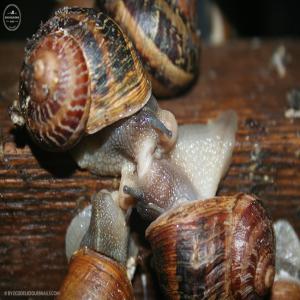  Escargots Helix Aspersa Muller - coquillage crustacé vends direct producteur escargots hibernés d'excellente qualité! --élevés en pologne dans une région boisée.calibre 6à9 gr ou 9à12 gr--offre exceptionnelle - prix 2.7€/kg sans le transport --(possibilité transport sur demande en vé