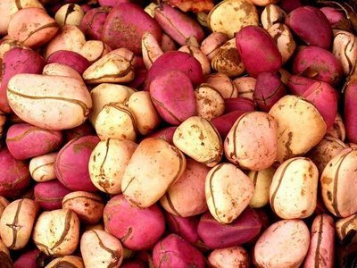  Looking For Interested Buyers For Kola Nuts - fruits secs et graines grillées we can provide good quality kola nuts from nigeria . the nuts comes directly from the ogun state. pure nuts (not powder) 4 different types- red,  pink,  yellow and white.  contact us for any order !--2oeuros/kg selling price - not including shipping price.