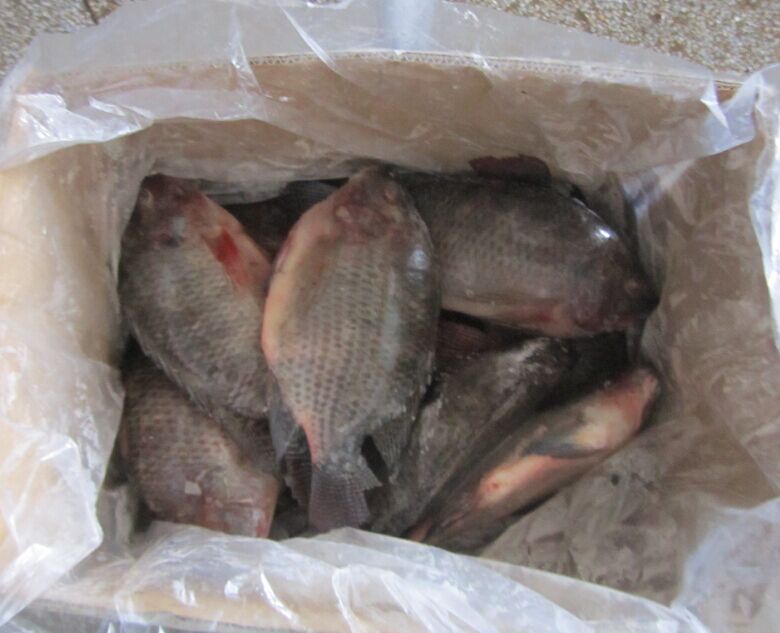  Tilapia,fish,china Fish, Catfish - poissons frozen tilapia, (oreochromis niloticus) 90%nw 10%glazing ,  size after glazing,  10kg/ctn,  bulk packing.--cfr west africa--100-200 0.84usd/kg--200-300 0.94 usd/kg--300-500 1.09usd/kg--500-800 1.38usd/kg--800+      1.42usd/kg----frozen cafish ( clarias fuscus)90z%nw 10%glazing ,  size after glazing,  10kg