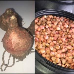  Oignon Saucier - fruits et légumes oignon saucier 500 tonnes disponibles en algérie --pour autres produits nous contacter------