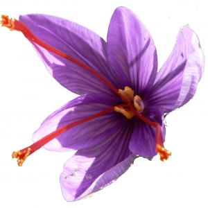  Safran Bio - épices aromates safran bio en gros,  de la région de taliwine maroc,  quantité sur commande,  merci de me contacter--