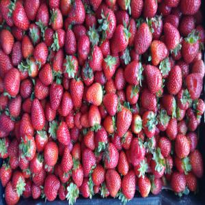  Fraises Algerien - fruits et légumes 	fraise premier choix ,  prix tres concurentielle parraport a la qualite, nous cherchons des clients dond tte l afrique principalement cote d ivoire , senegal, af sud.... n'hesitez pas a nous contacter pour plus d'information.