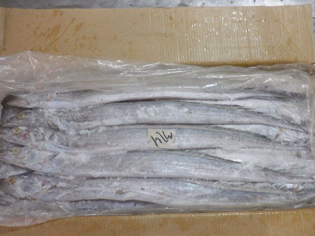  Vente L'exportation Du Poisson - poissons nous offrons vente des poissones sabre ribonfish toutes tailles requise disponible congelés bord et à terre 