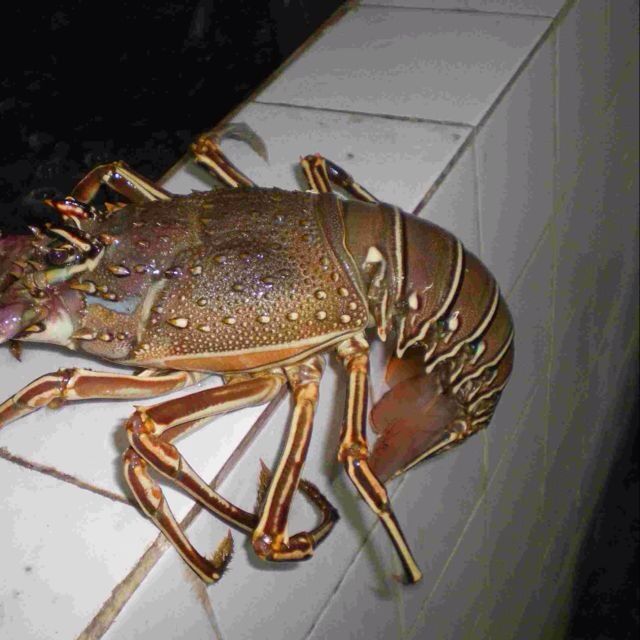  Langoustes Verte Et Rose - poissons nous offrons une vente à l'exportation des langoustes verte et rose vivante frais et conegles toutes tailles requise excellente qualité 