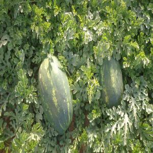  Pasteque - fruits et légumes bonjour, --la saison de past&egrave;que devrait commencer le 20 mars en raison des temp&eacute;ratures chaudes.--merci de se sentir libre pour nous donner toutes vos sp&eacute;cifications sur le past&egrave;que,  l'emballage,  la qualit&eacute;,  les tailles,  conditions de paiement,  les quantit&eacute;s