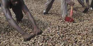  Agriculteur Import-export - fruits et légumes recherche de client pour vendre des produits tropicaux----bonjour--nous sommes une société basée au bénin spécialisée dans l’import export. nous sommes à la recherche des acheteurs des produits tropicaux tels que - soja,  noix de acajou,  mais; ananas,  