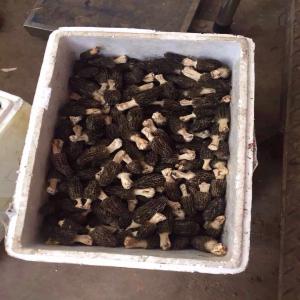  Morille/cèpe Originaire Yunnan - champignon levure vend champignons (morille/ truffe/ c&egrave;pes) de qualit&eacute; diff&eacute;rents originaire de la r&eacute;gion de yunnan /chine (plus de 1500 m d'altitude) .frais/s&eacute;ch&eacute;,  en vrac ou conditionn&eacute; &agrave; la commande/,  culture  ou sauvage ,  taille petit/ moyen / grand,  --exp&e