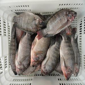  Tilapia Oreochromis Nilotics 100-200g - poissons frozen tilapia, (oreochromis niloticus) 90%nw 10%glazing ,  size after glazing,  10kg/ctn,  bulk packing.--cfr west africa--100-200 0.84usd/kg--200-300 1.12 usd/kg--300-500 1.36usd/kg--500-800 1.76usd/kg--800+      1.86usd/kg--