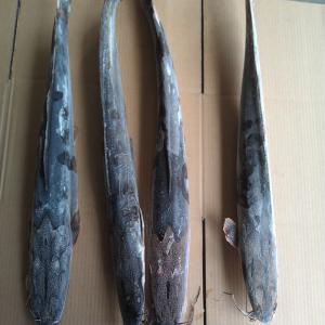  Catfish( Clarias Fuscus) 500-1000g - poissons frozen cafish ( clarias fuscus)90z%nw 10%glazing ,  size after glazing,  10kg/ctn,  bulk packing.--cfr west africa--800-1000  1.12 usd/kg--1000-2000 1.14 usd/kg--2000+       1.15  usd/kg--