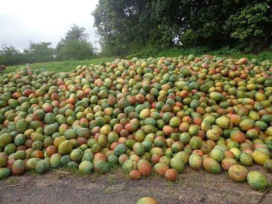  Vente De Mangues Kett Et Kent De La Casamance - fruits et légumes le gie kadiamor commercialise des mangues ket et kent de la casamance et cherche des partenaires pour l'exportation 