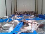  Vente Divers Produits Congeles - poissons offre maquereaux;sardinelle;chinchard pour clients produits afrique--poulpes;seiche; crustacés europe--ribonfish;ombrine;sole asie