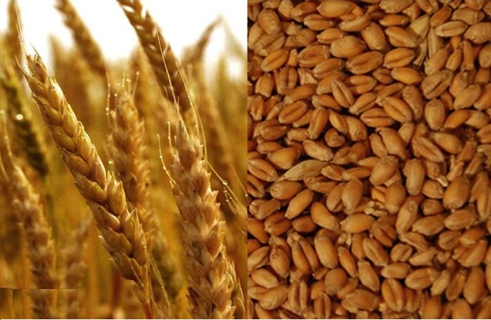  Durum Wheat - cereals protein- from 10% to 15%,  min--gluten- from 23% to 30%,  min iso--idk- 75 max to 120,  max--test weight- from 740 min to 780 min--falling number- from 220 min to 310 min--w- from 180 min to 290,  min--bag damage- from 1% max to 5%,  max--moisture- 14% max--foreign matters- from 2% max to 5%,  max--grain 