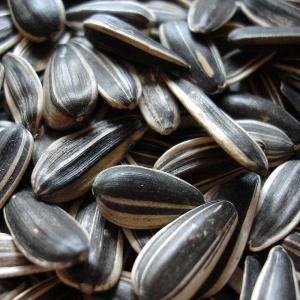  Sunflower Seed - semence graine plant sunflower seeds--color- black,  black with white stripes--1. black with white strip sunflower seeds ( american type)--variety- 118#,  5009#,  909#,  6009# ,  3148# ,  5135# etc.--size- 20/64 , 22 /64 , 24 /64--spec- moisture 9% max,  imperfect 3% max,  admixture- 0.5% max;-- --2. white with black strip sunflo